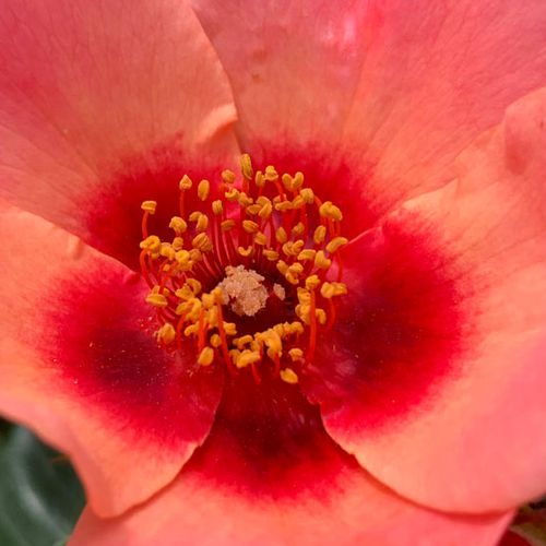 Rosa For Your Eyes Only - trandafir cu parfum discret - Trandafir copac cu trunchi înalt - cu flori simpli - roz - Christopher H. Warner - coroană tufiș - ,-